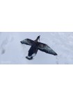 Флюгер-махокрыл ветровой,белолобый гусь Flywing